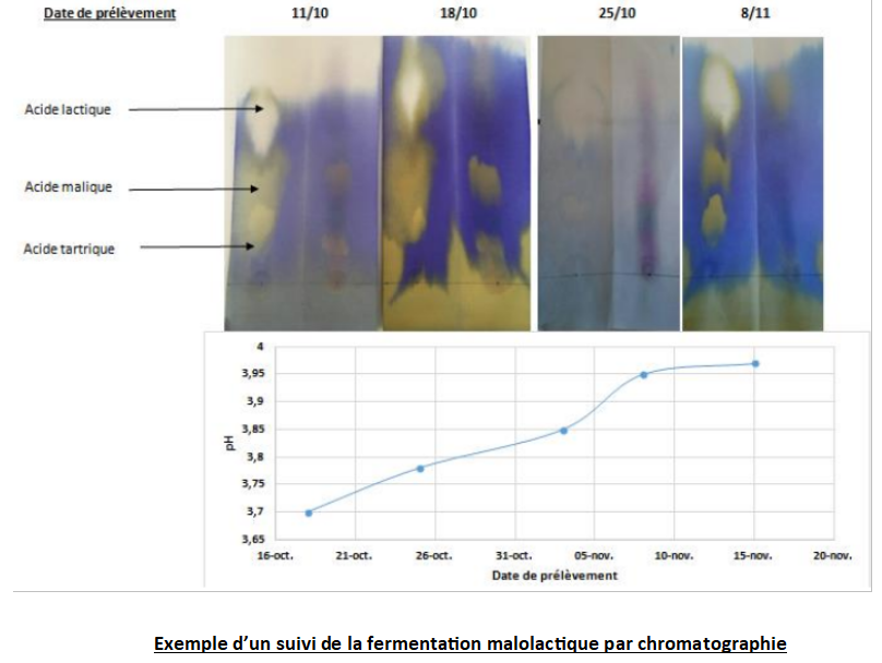Exemple d'un suivi de la fermentation malolactique par chromatographie