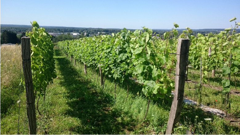 Travail sur le terrain : science participative avec les élèves pour le suivi des stades phénologiques de la vigne et des ravageurs au vignoble associatif de Noyon